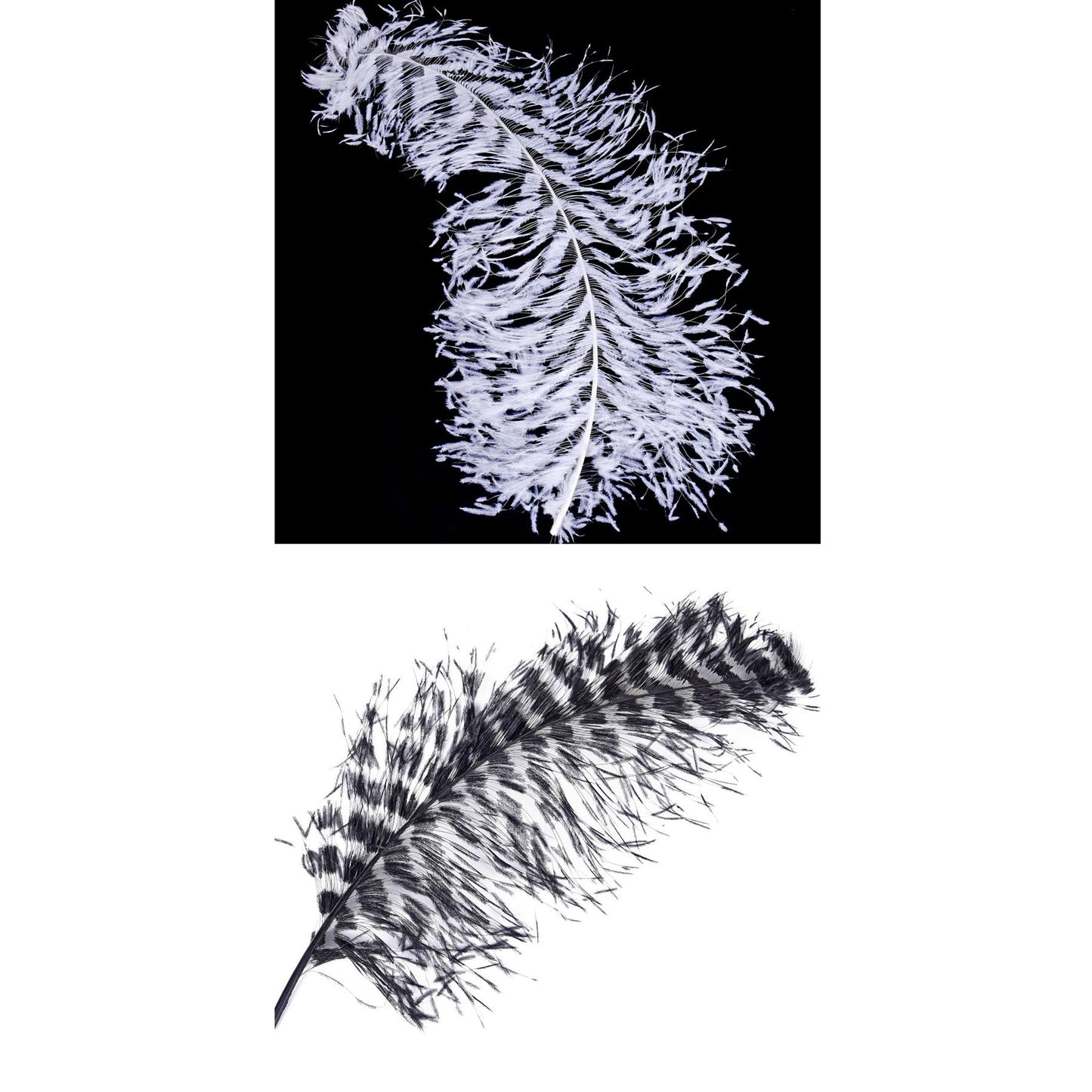 Ostrich Plume Space Burnt 60cm - FE001