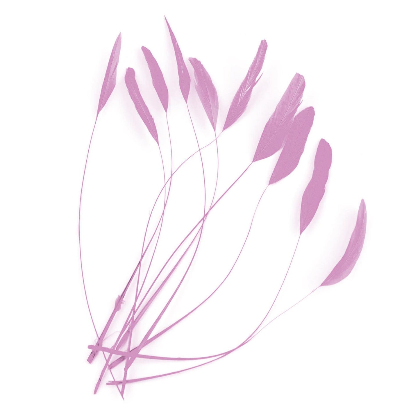 Teardrop Coq Feathers 17 to 25cm x 10pcs - CO017