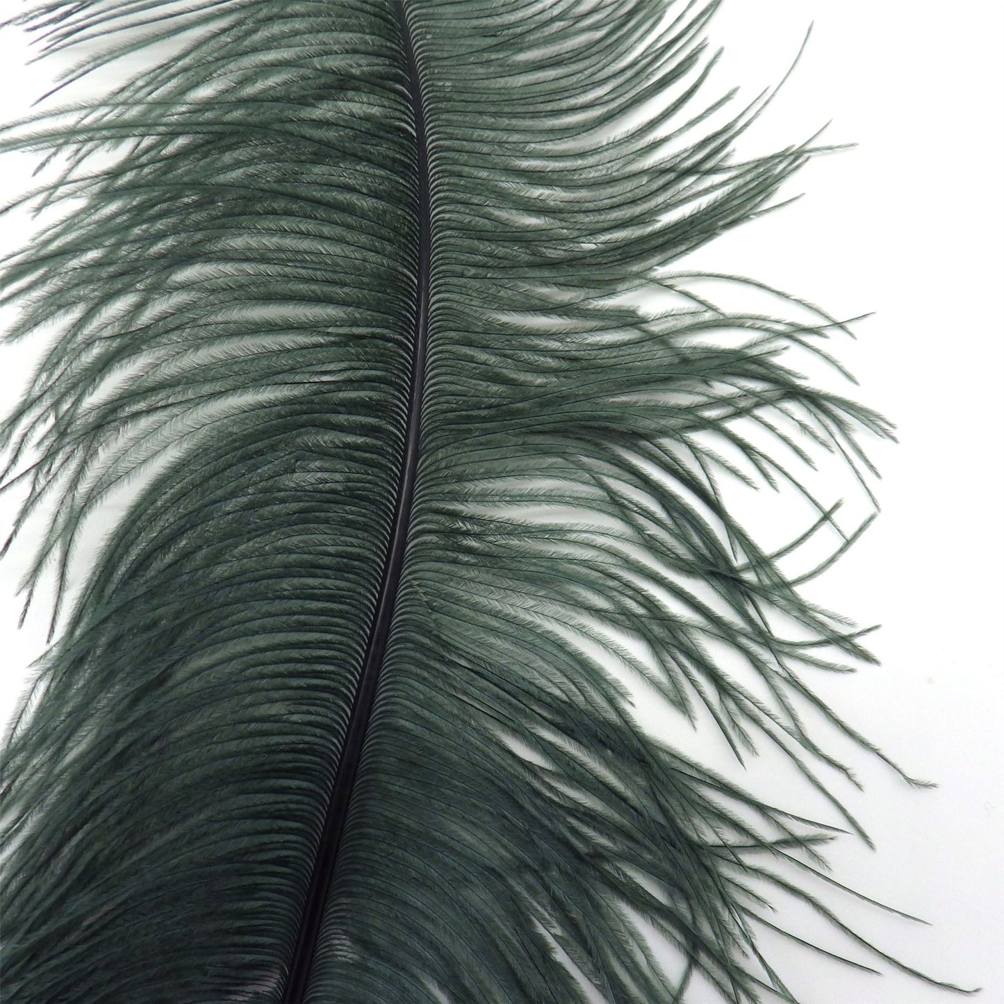 Ostrich Feather Plume 45 to 55cm FE017