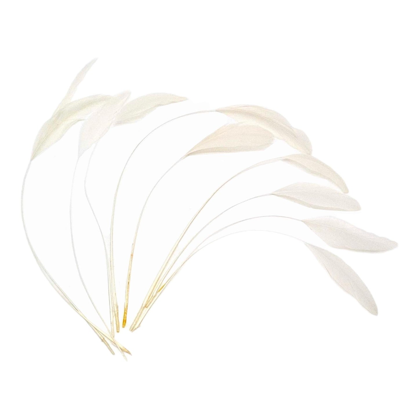 Teardrop Coq Feathers 17 to 25cm x 10pcs - CO017