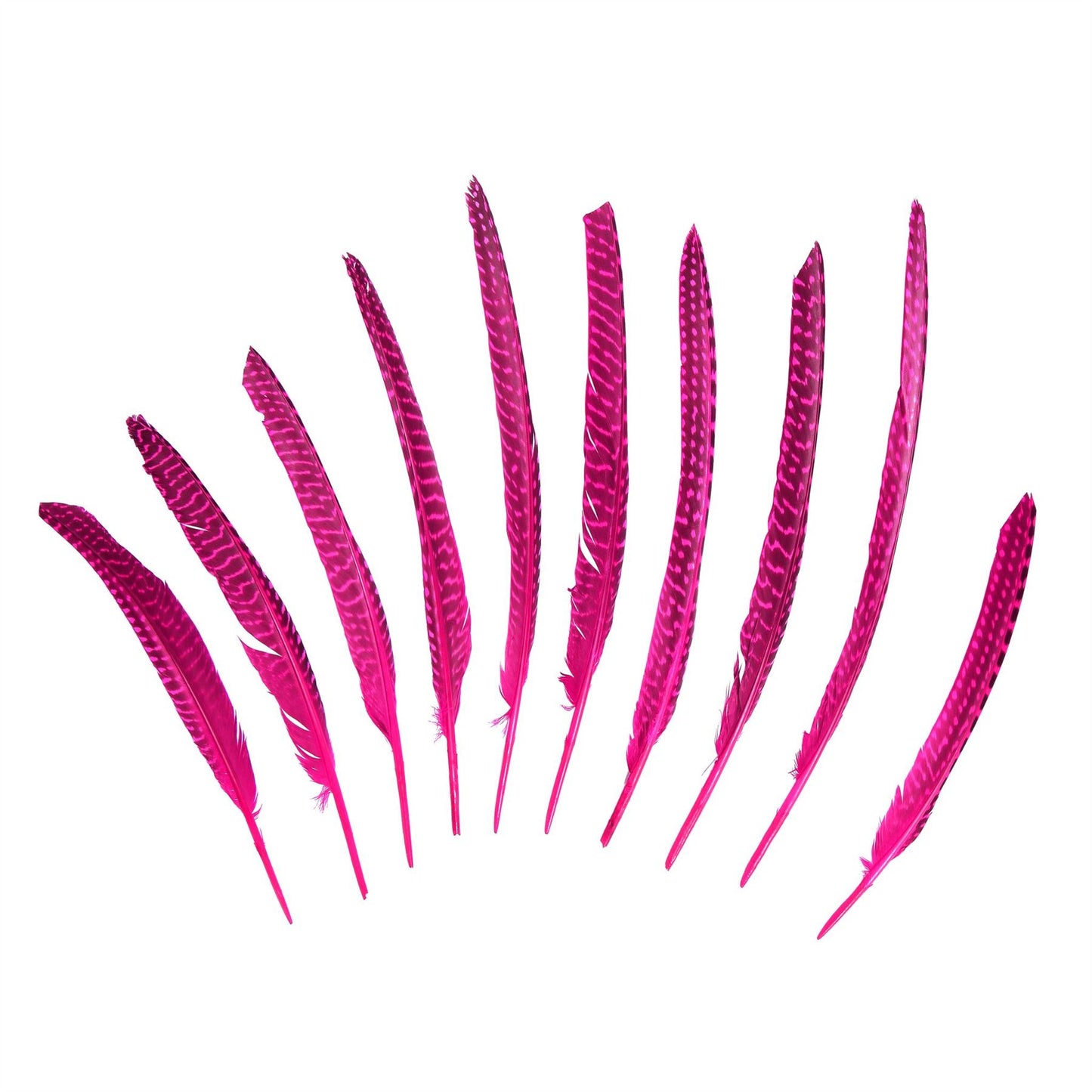 Guinea Fowl Pheasant Wing Feather x 10pcs - FE002