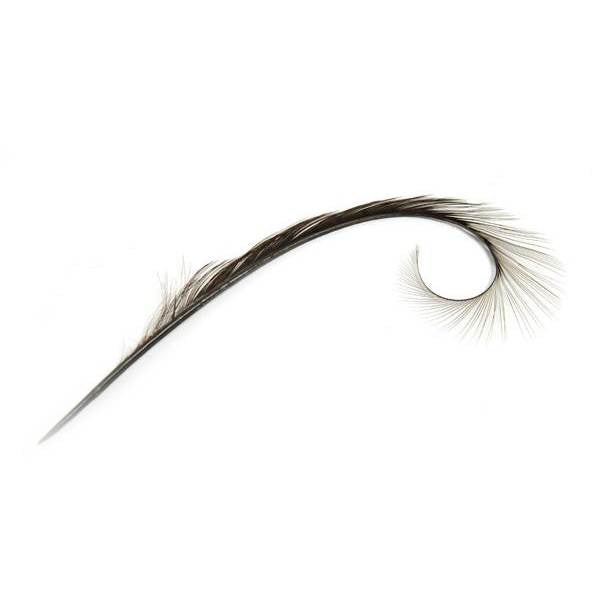 Burnt Pheasant Curled Feather - FE011