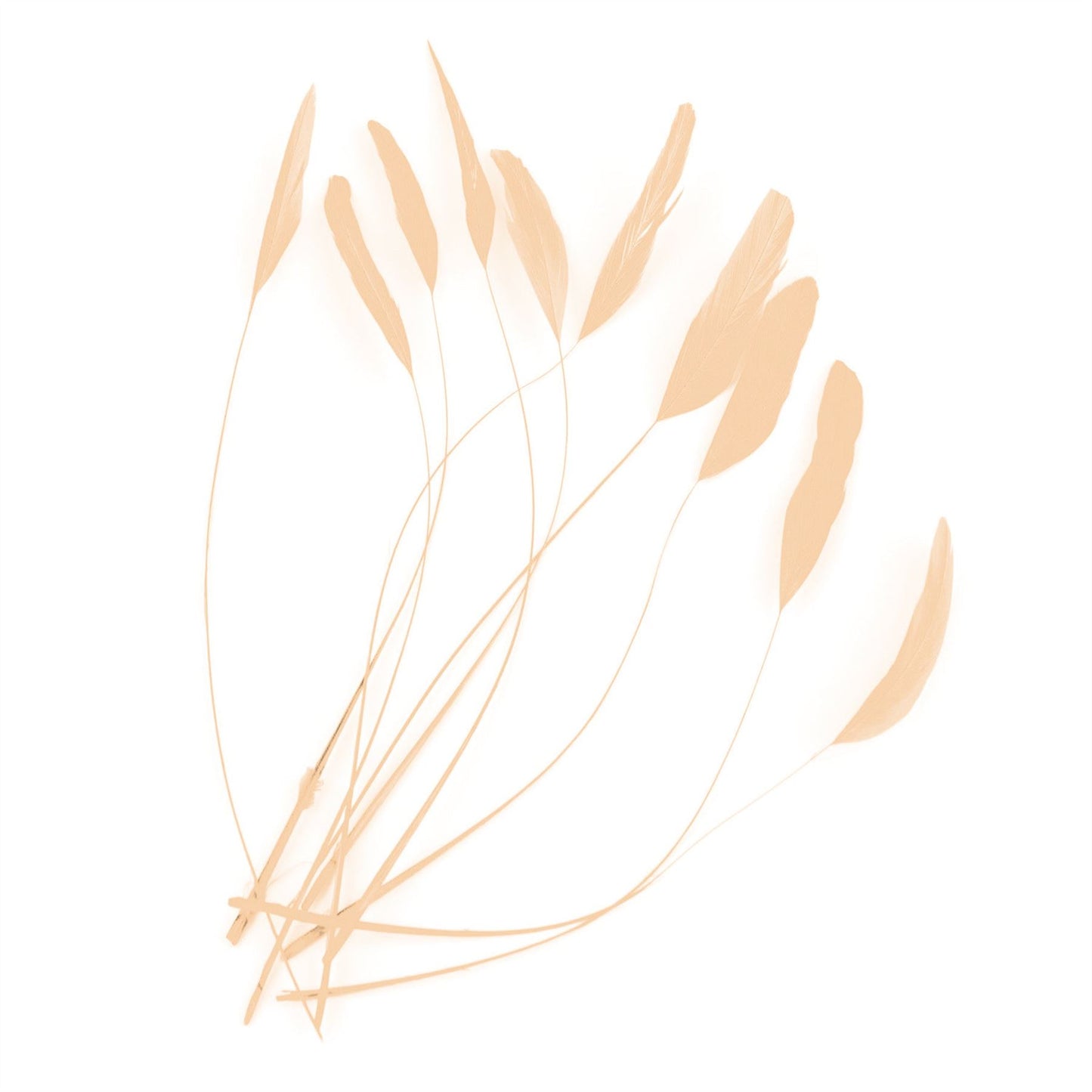 Teardrop Coq Feathers 17 to 25cm x 10pcs - CO017