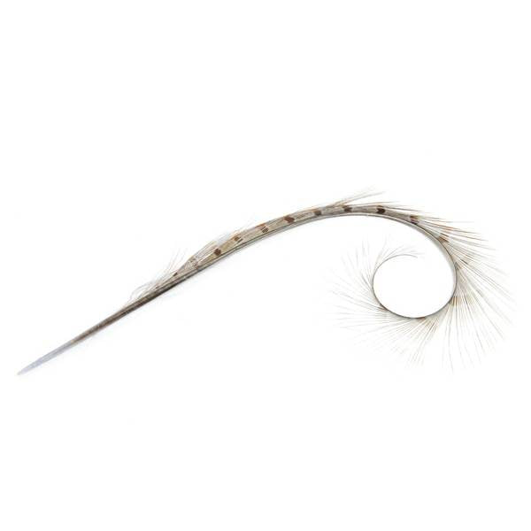 Burnt Pheasant Curled Feather - FE011