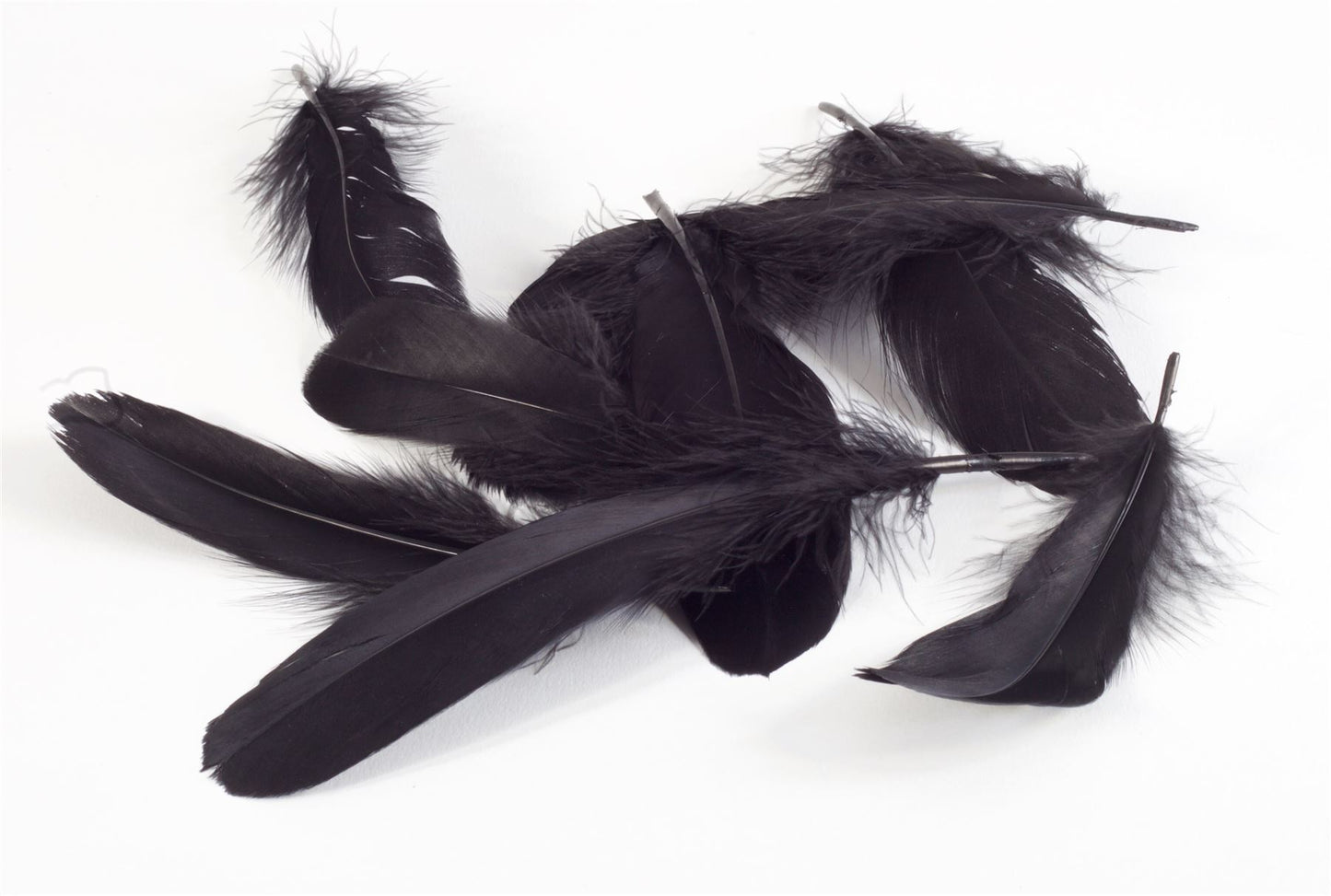 Goose Feathers x 20pcs FE009