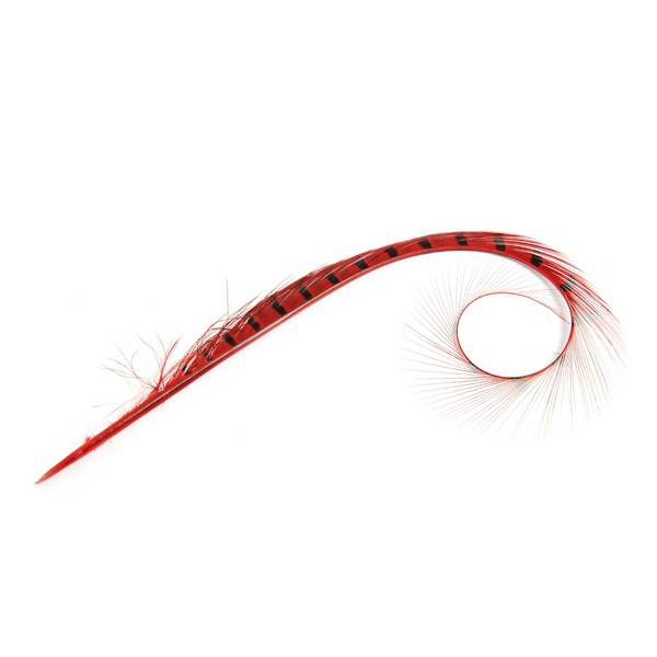 Burnt Pheasant Curled Feather - FE011