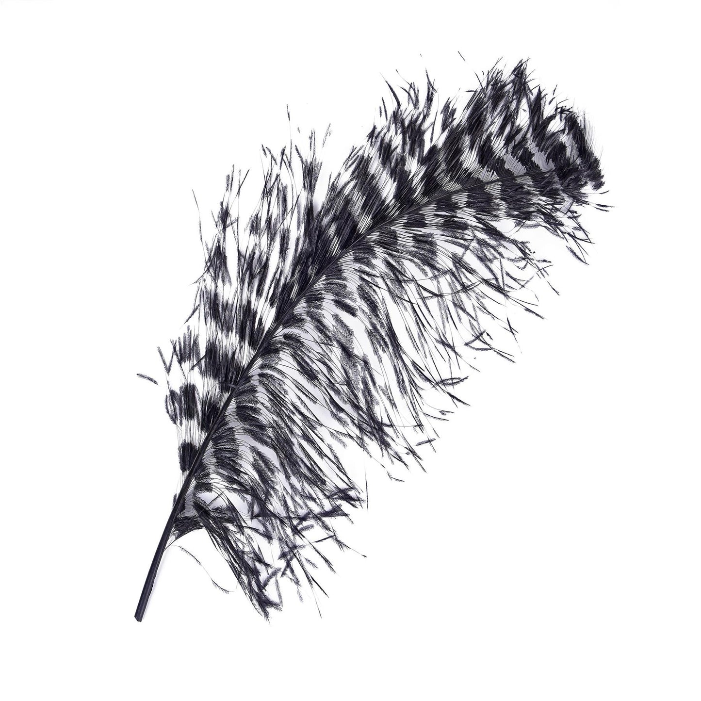 Ostrich Plume Space Burnt 60cm - FE001