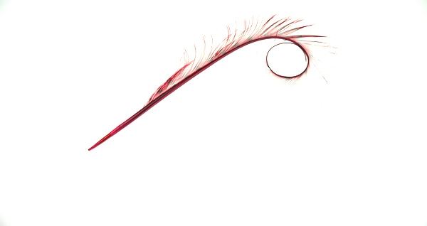 Burnt Pheasant Curled Feather - FE011