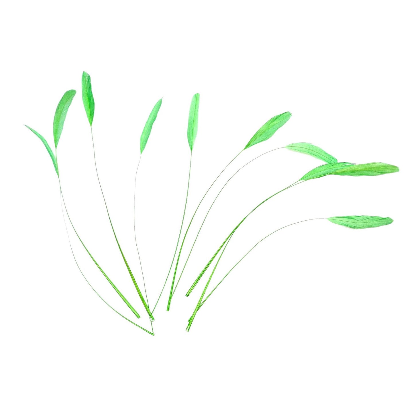 Teardrop Coq Feathers 17 to 25cm x 10pcs - CO017