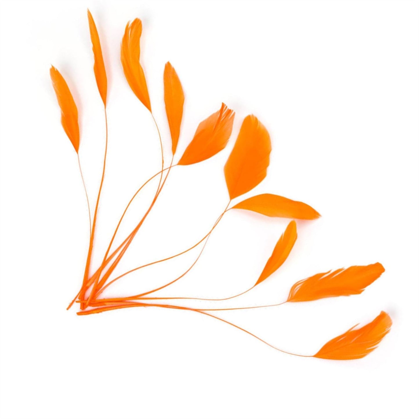 Teardrop Coq Feathers 17 to 25cm x 10pcs - CO017