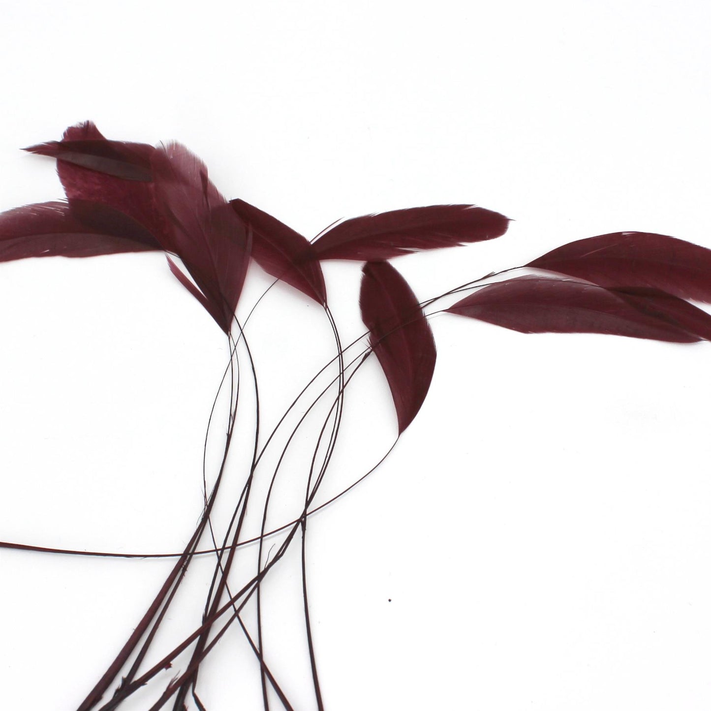 Teardrop Coq Feathers 17 to 25cm x 10pcs - CO017