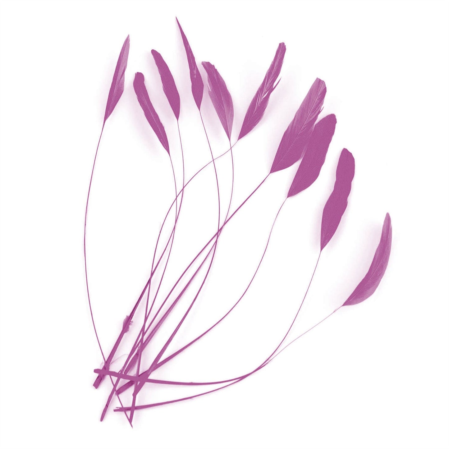 Teardrop Coq Feathers 17 to 25cm x 10pcs - CO017