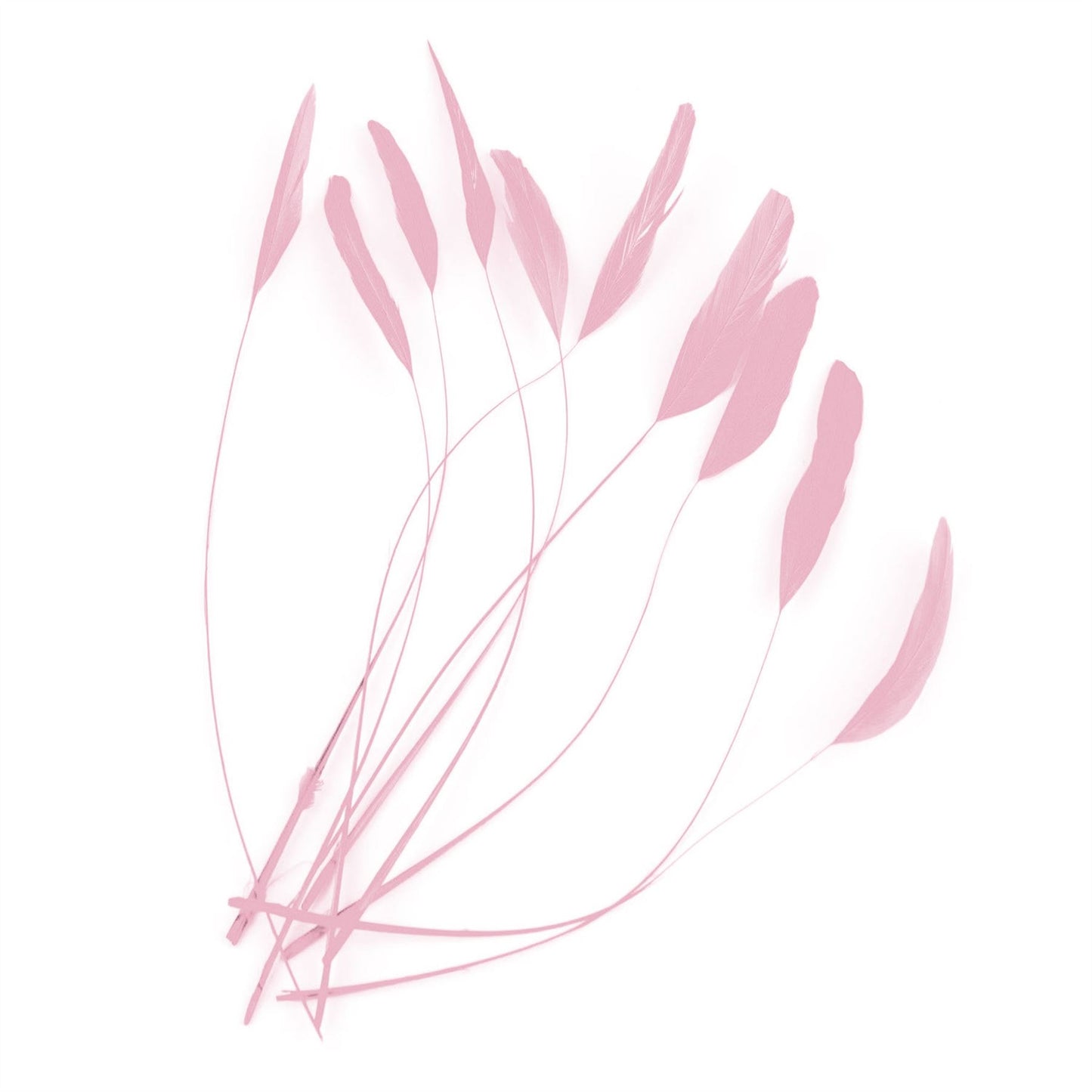 Teardrop Coq Feathers 17 to 25cm x 10pcs - CO017