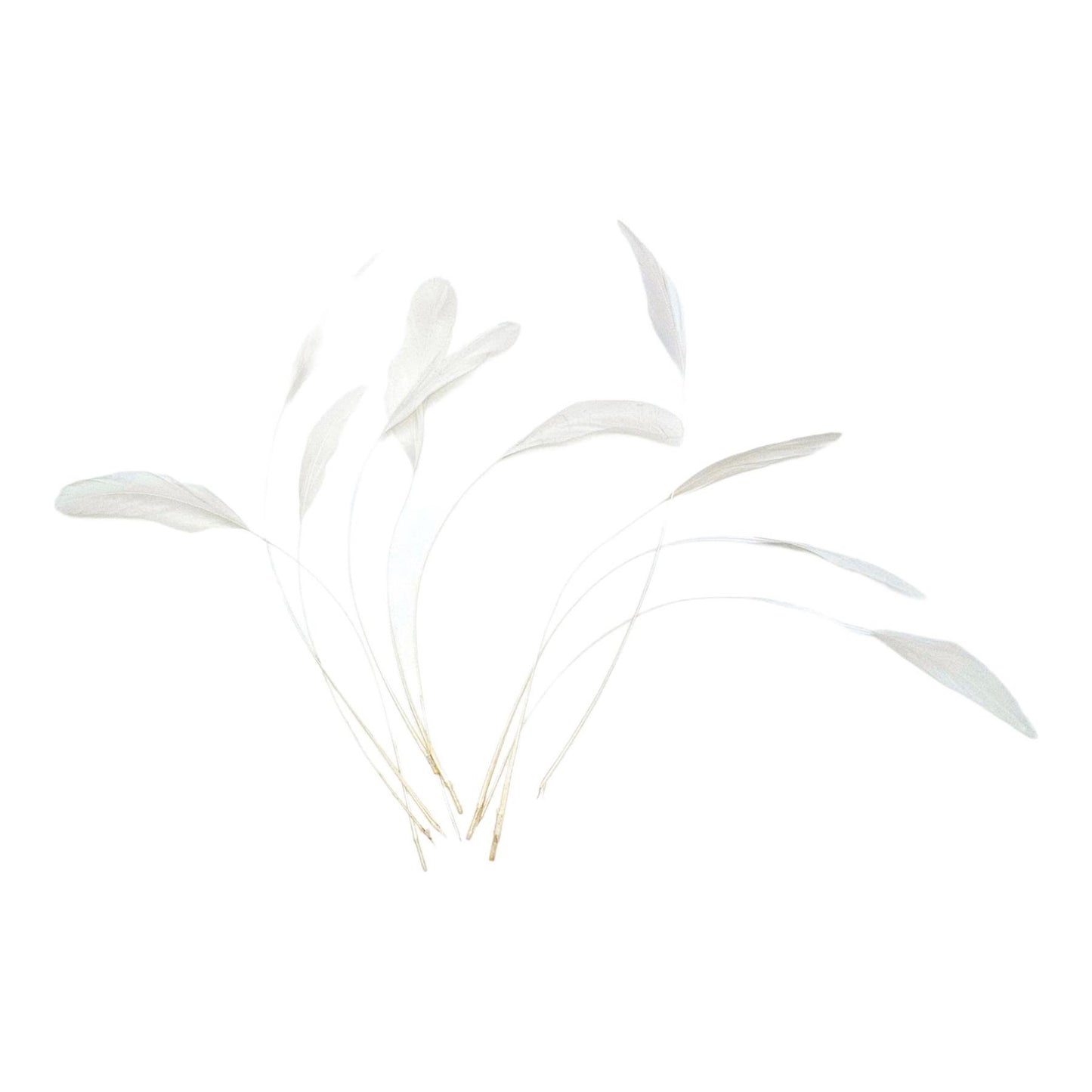 Teardrop Coq Feathers 17 to 25cm x 10pcs - CO017