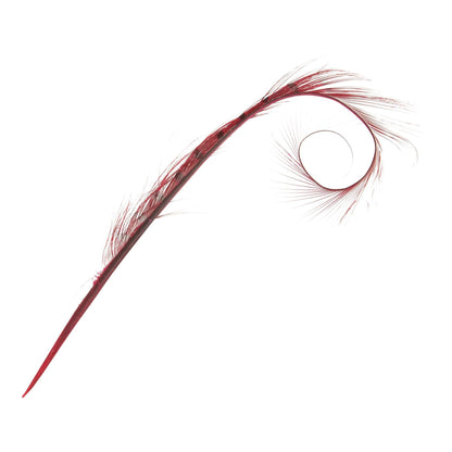 Burnt Pheasant Curled Feather FE011