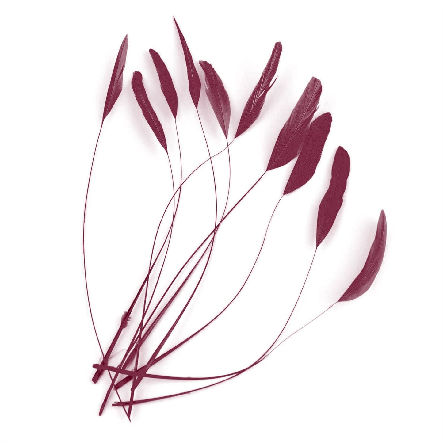 Teardrop Coq Feathers 17 to 25cm x 10pcs - CO017