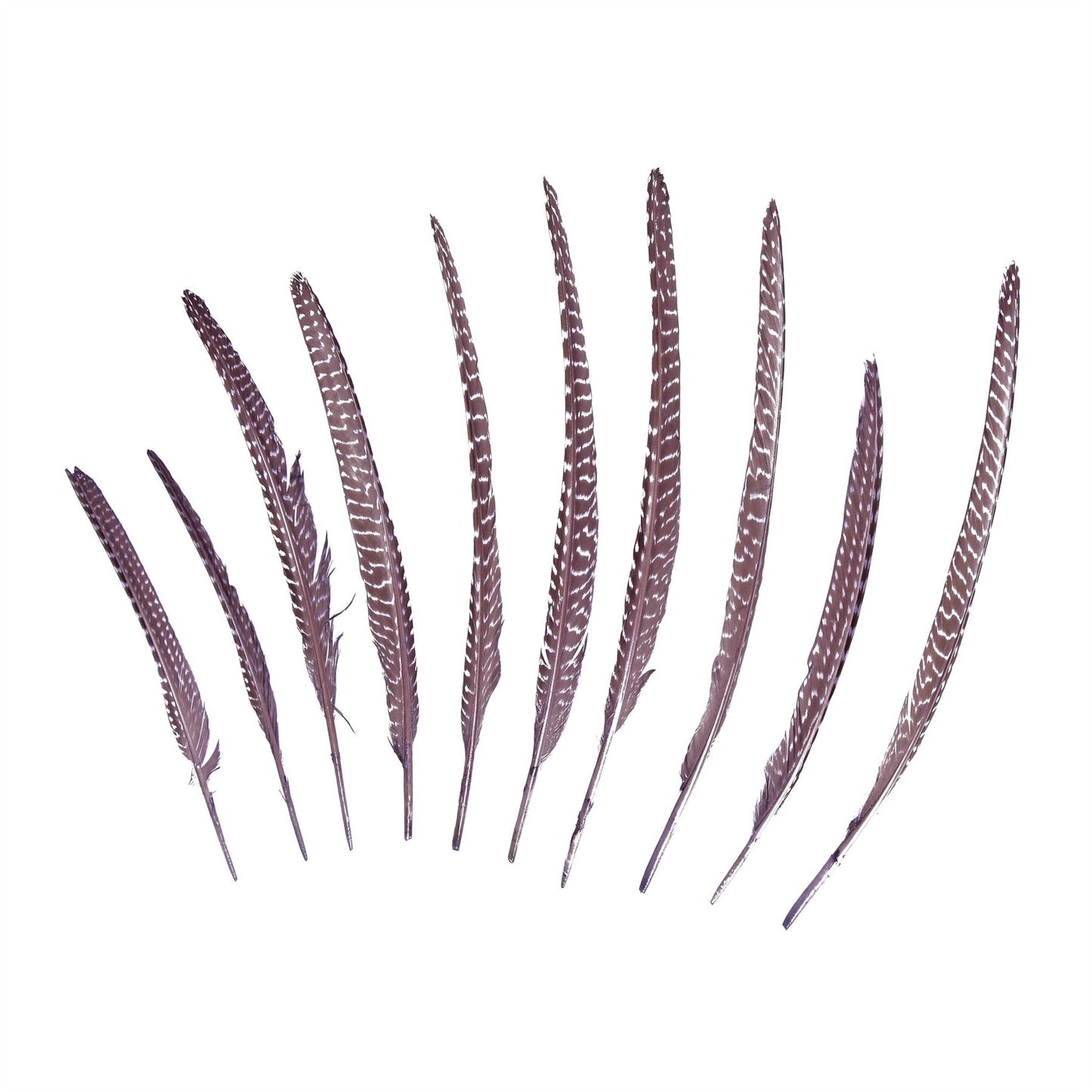 Guinea Fowl Pheasant Wing Feather x 10pcs - FE002