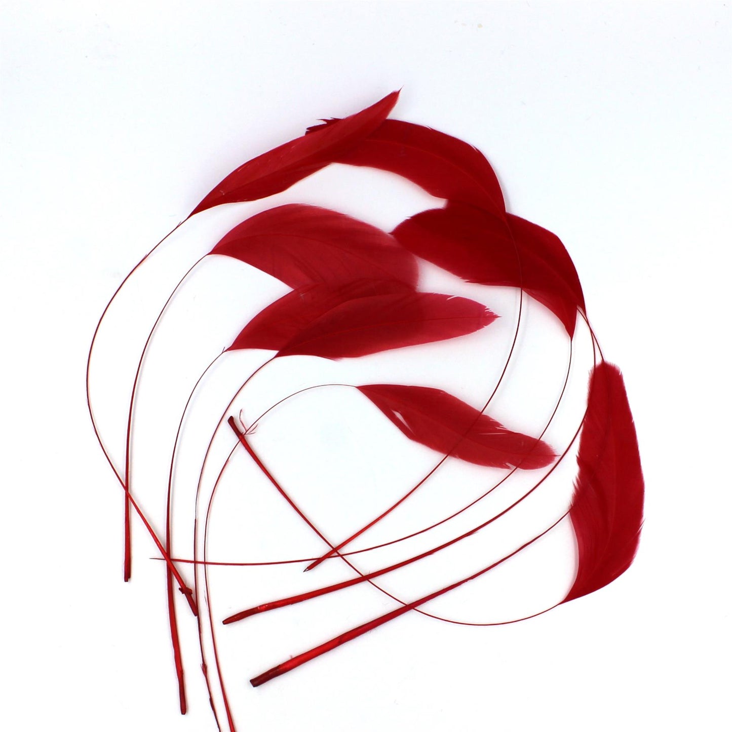Teardrop Coq Feathers 17 to 25cm x 10pcs - CO017