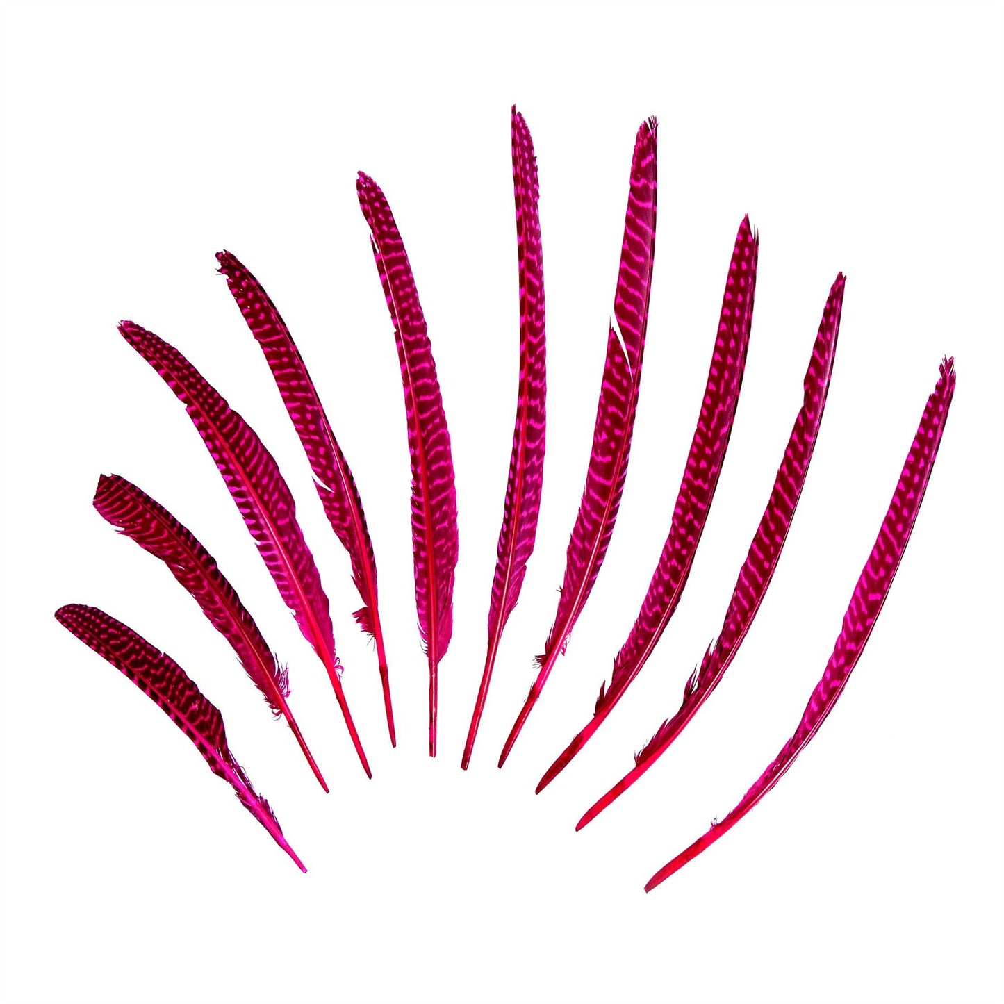 Guinea Fowl Pheasant Wing Feather x 10pcs - FE002