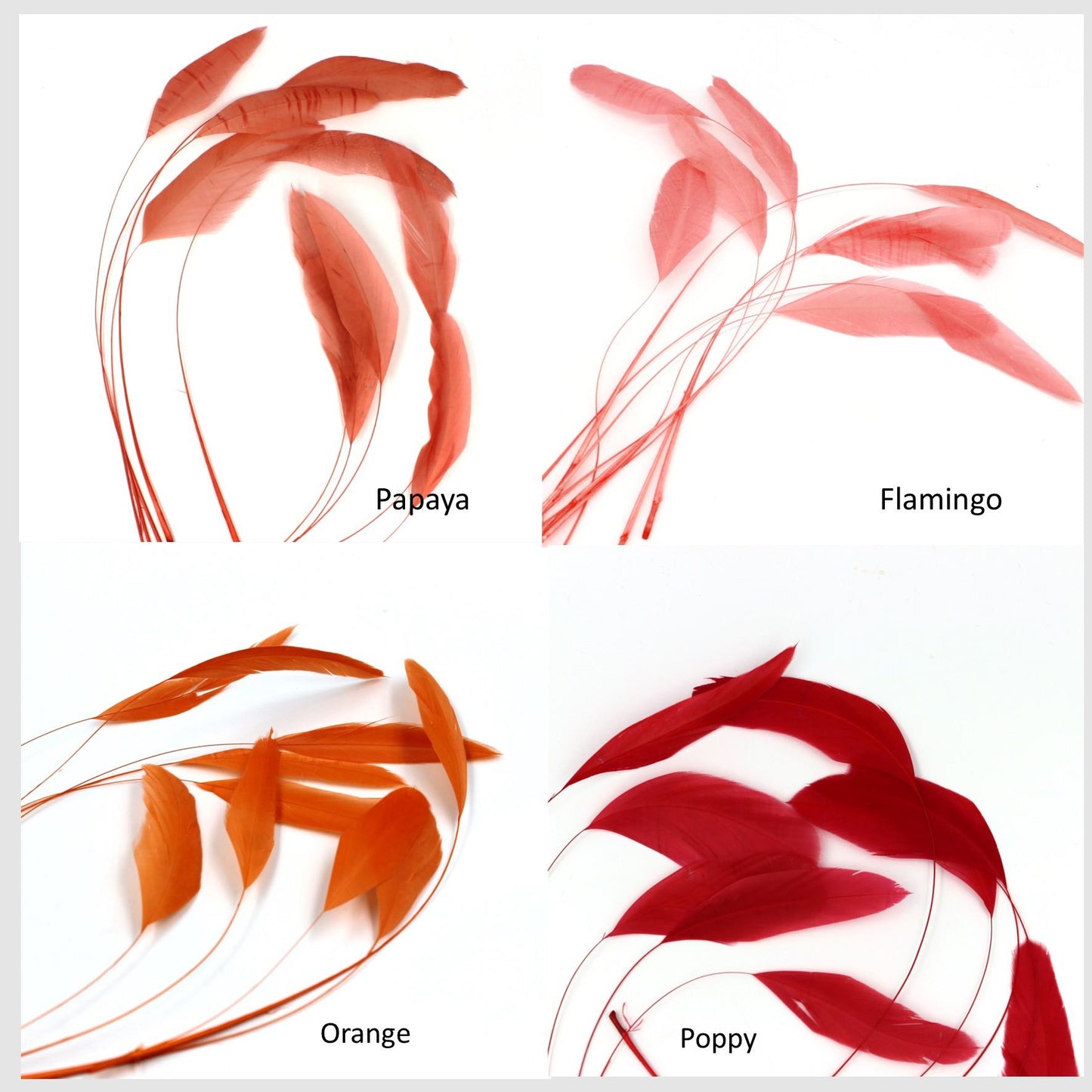 Teardrop Coq Feathers 17 to 25cm x 10pcs - CO017