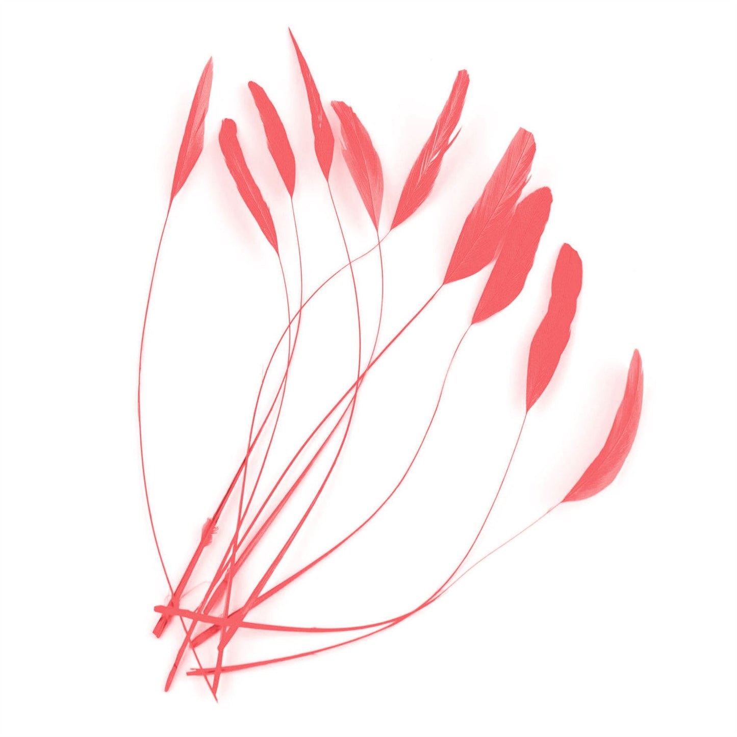 Teardrop Coq Feathers 17 to 25cm x 10pcs - CO017