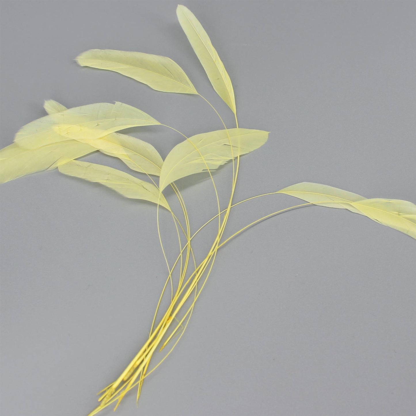 Teardrop Coq Feathers 17 to 25cm x 10pcs - CO017