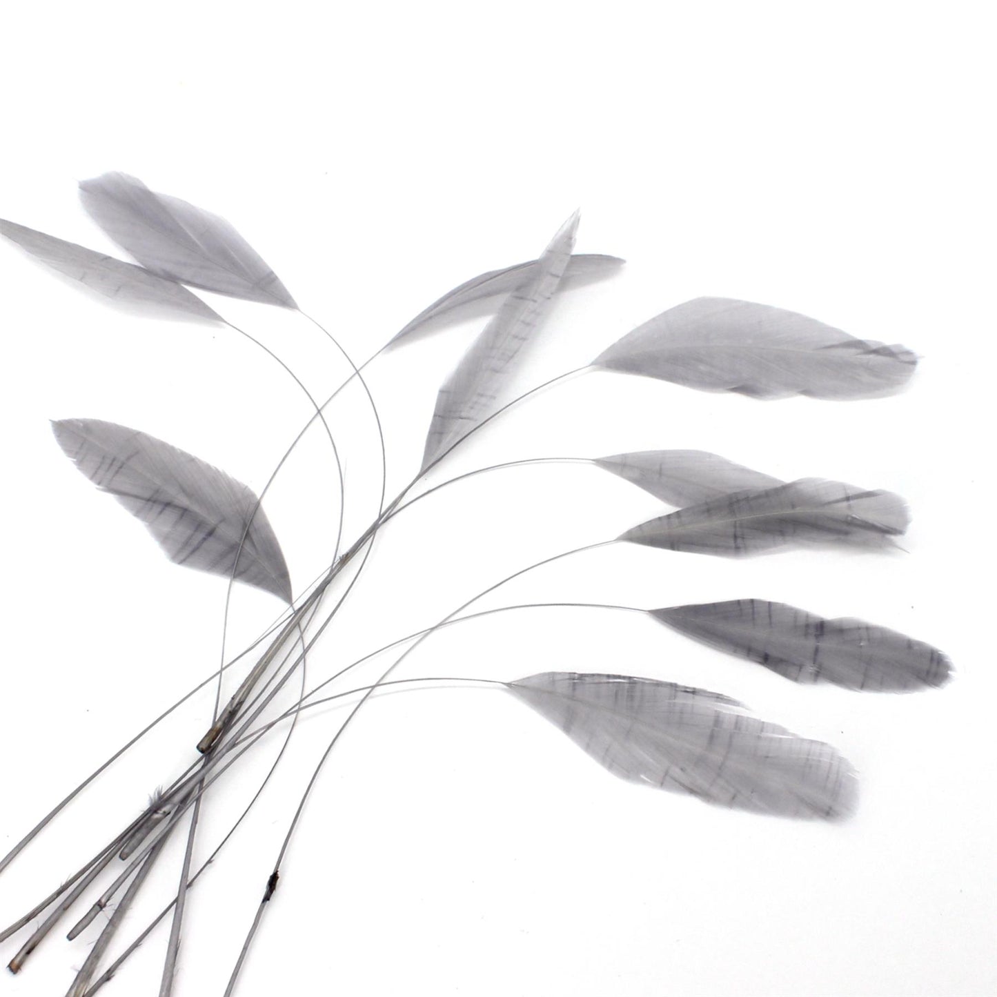 Teardrop Coq Feathers 17 to 25cm x 10pcs - CO017