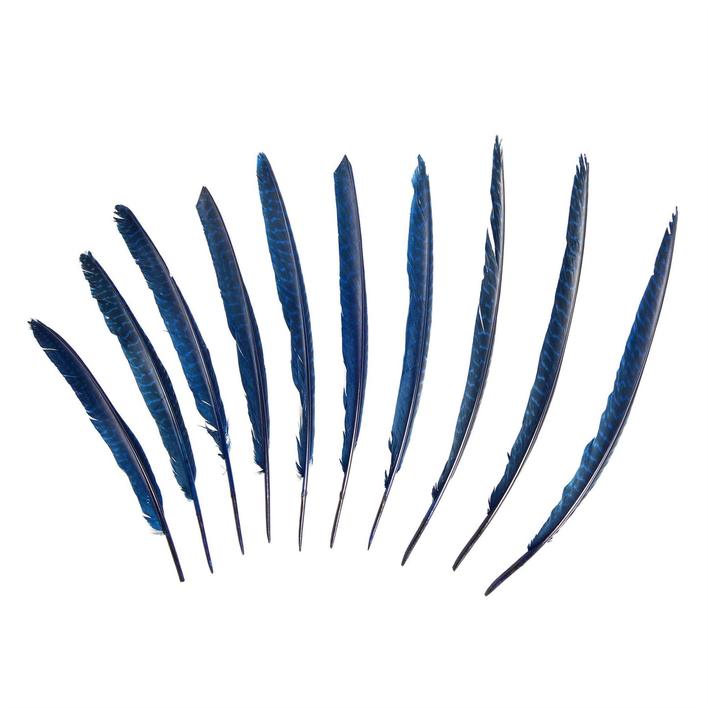 Guinea Fowl Pheasant Wing Feather x 10pcs - FE002