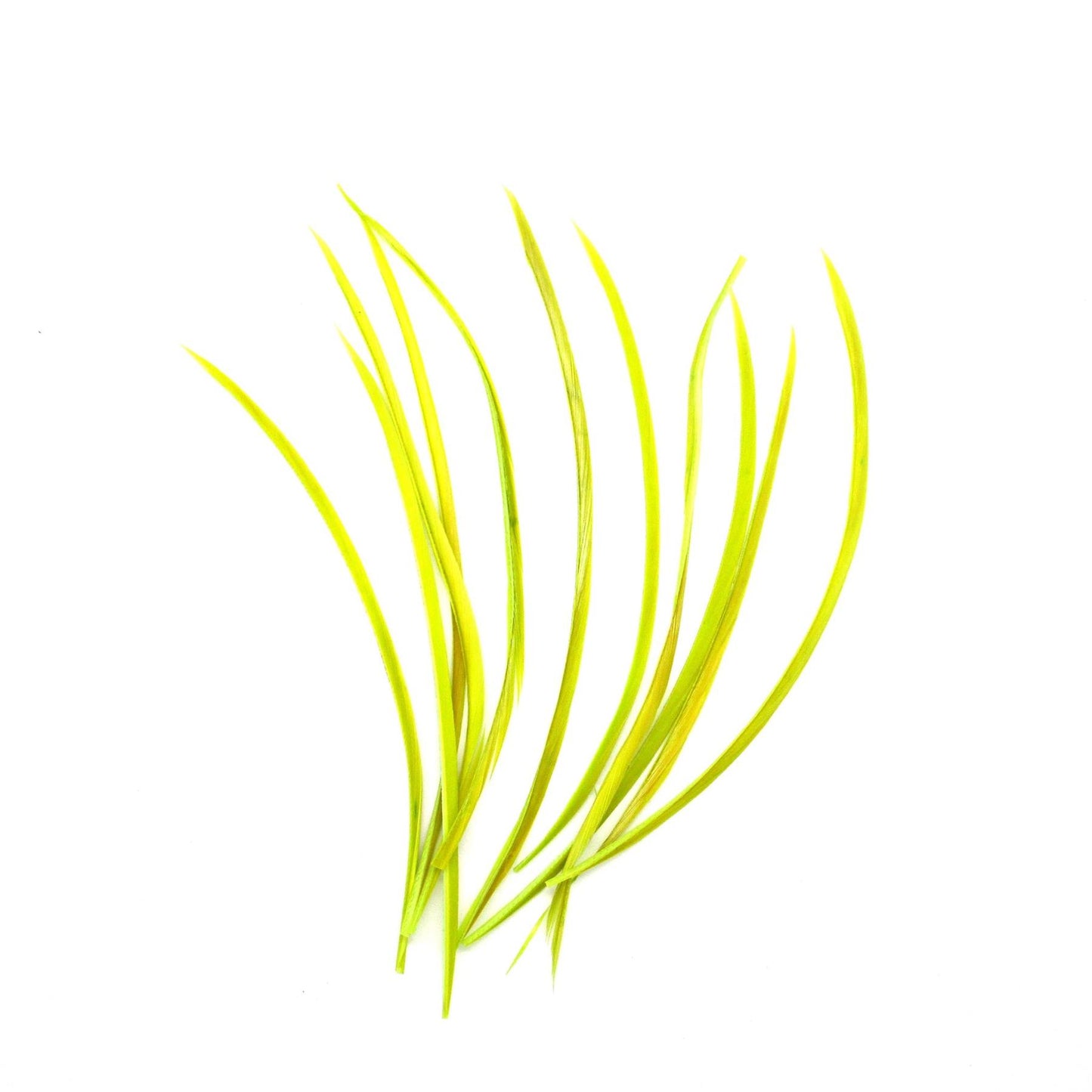 Spiky Goose Biot Feathers 14cm x 10pcs - FR913