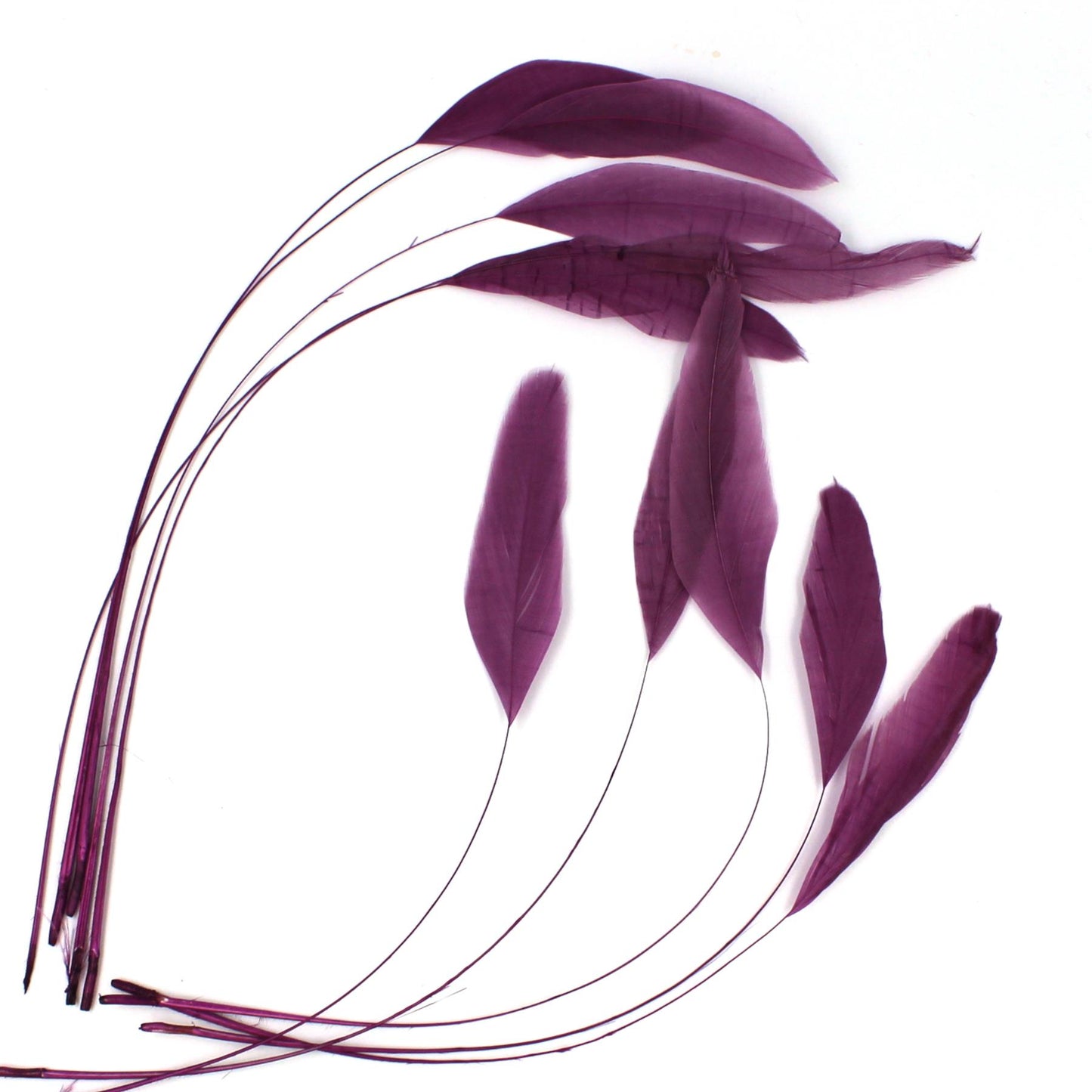 Teardrop Coq Feathers 17 to 25cm x 10pcs - CO017