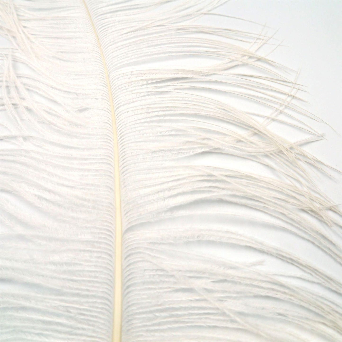 Ostrich Feather Plume 45 to 55cm FE017