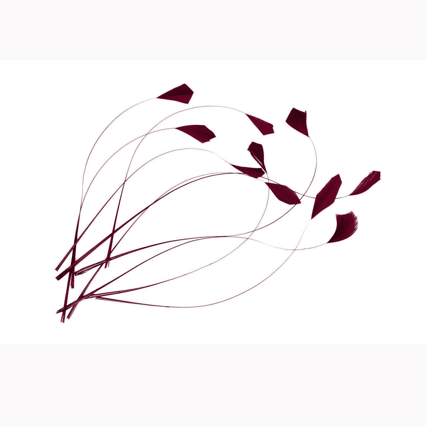 Teardrop Coq Feathers 20cm x 5pcs - CO004