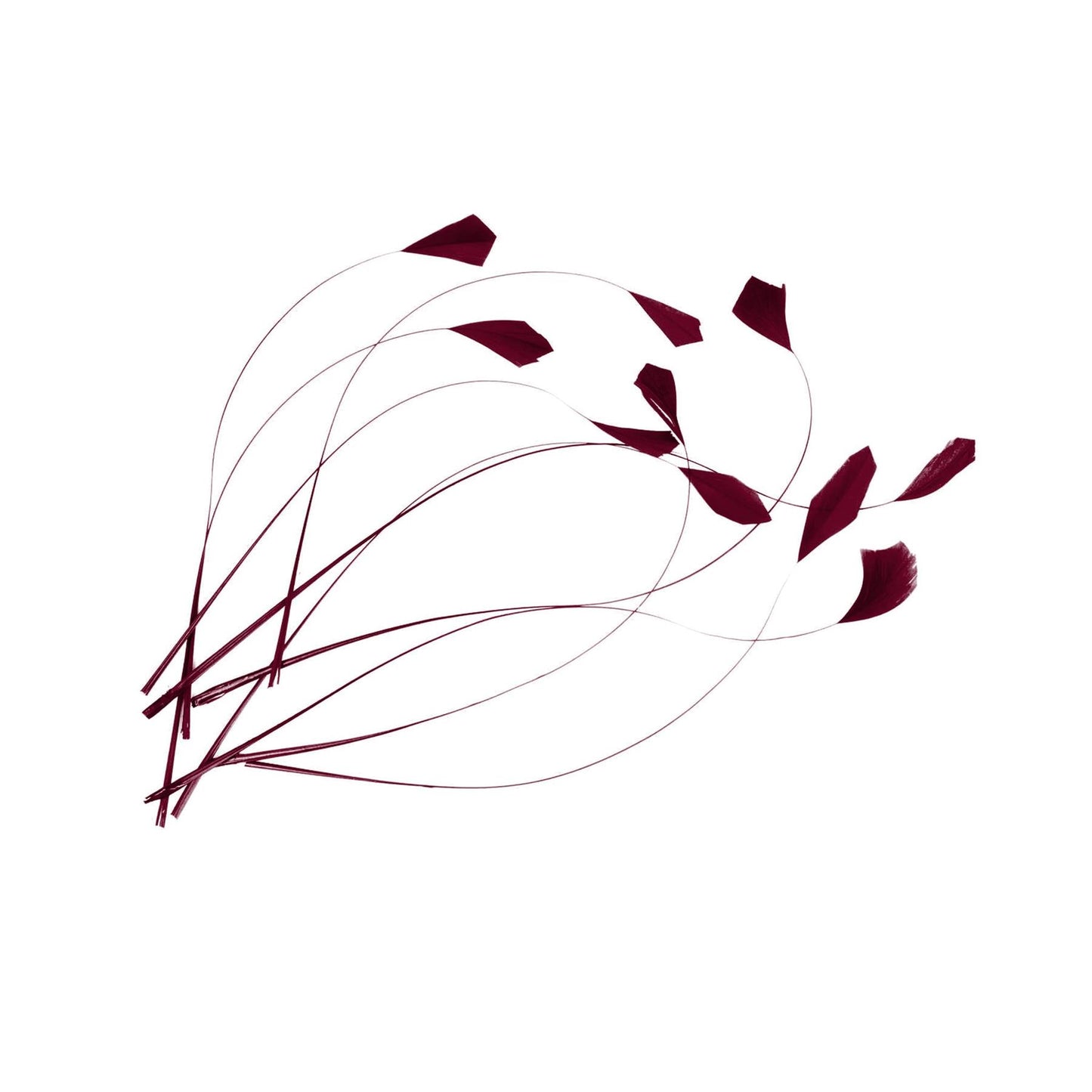 Teardrop Coq Feathers 20cm x 5pcs - CO004