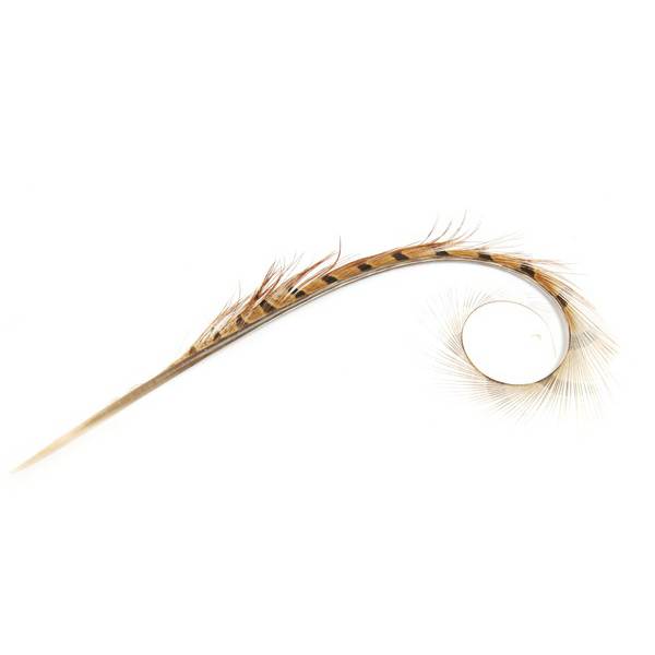 Burnt Pheasant Curled Feather - FE011