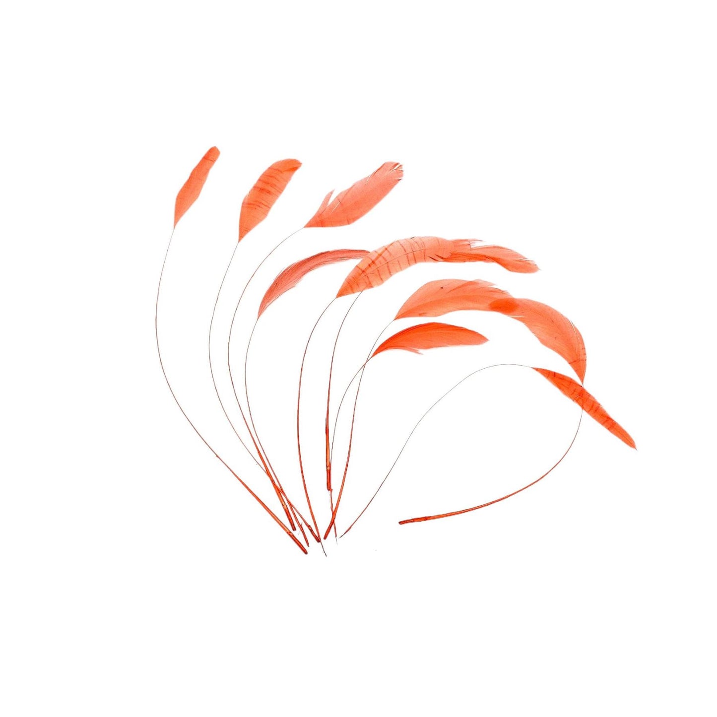 Teardrop Coq Feathers 17 to 25cm x 10pcs - CO017