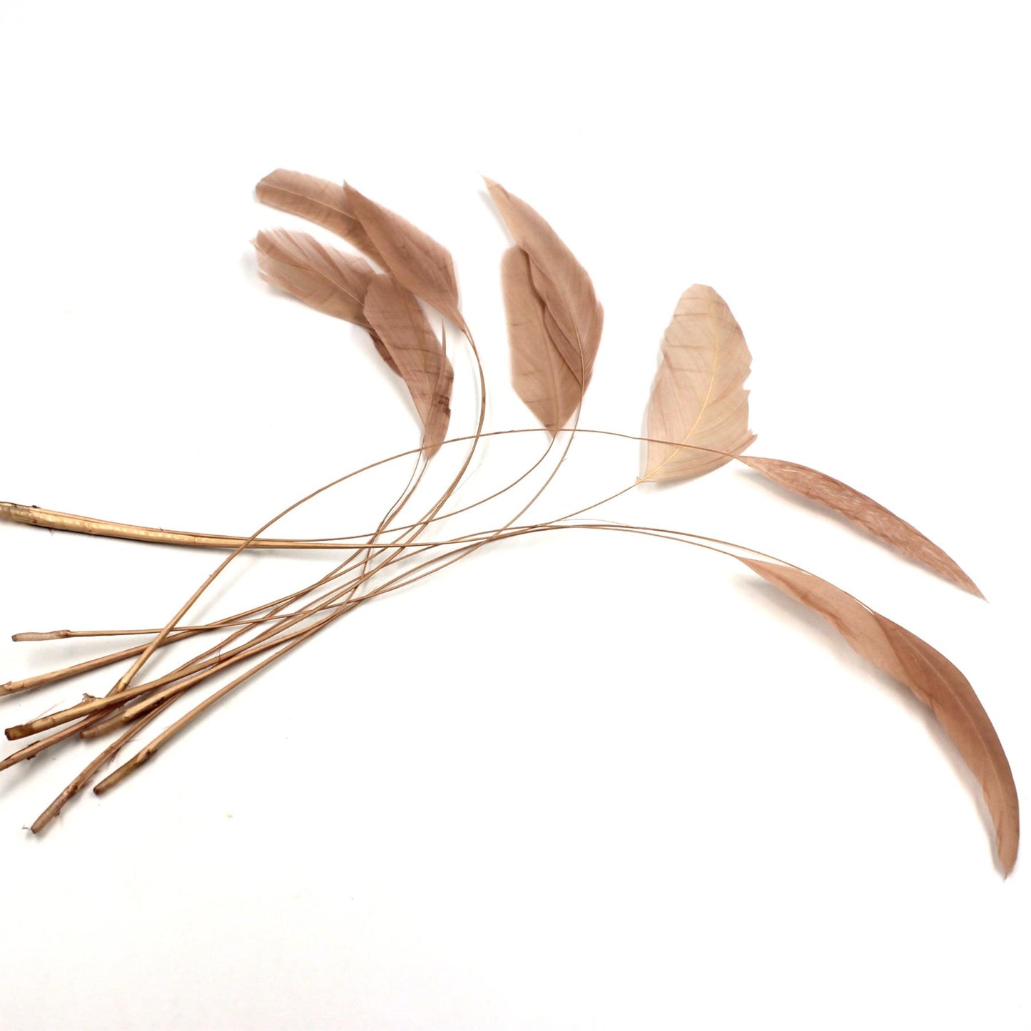 Teardrop Coq Feathers 17 to 25cm x 10pcs - CO017
