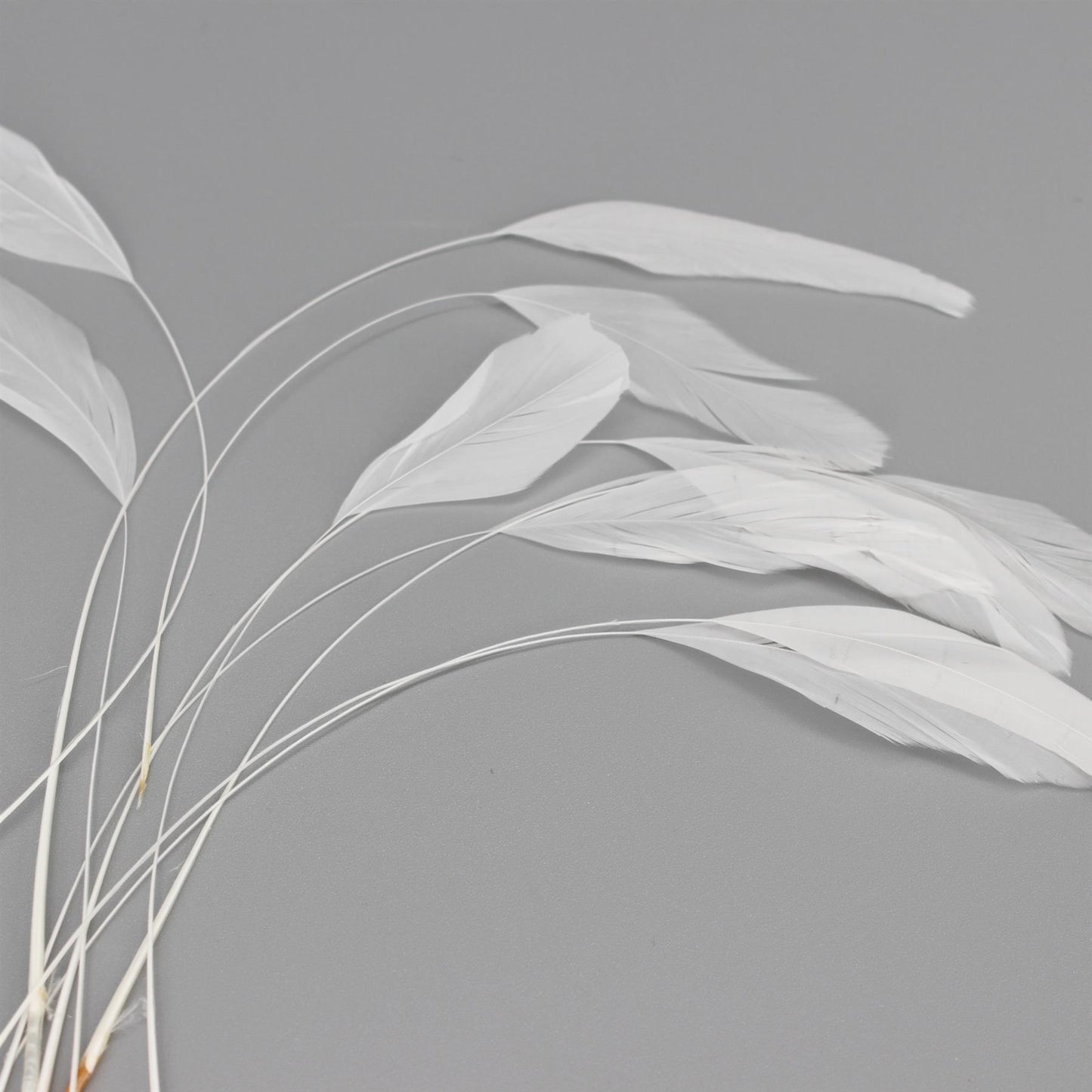 Teardrop Coq Feathers 17 to 25cm x 10pcs - CO017
