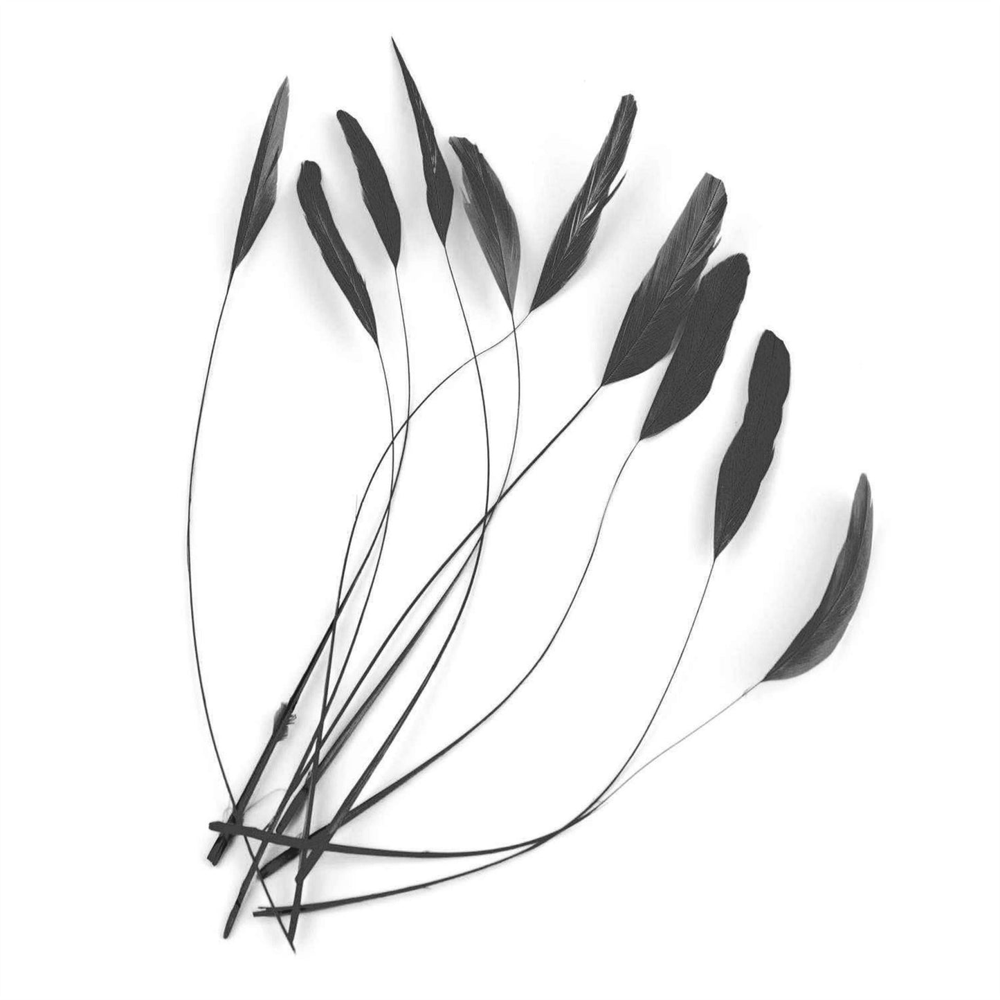 Teardrop Coq Feathers 17 to 25cm x 10pcs - CO017