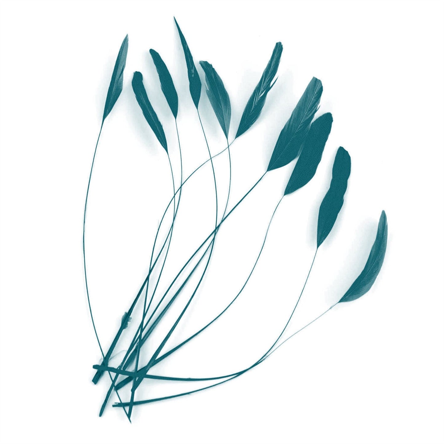 Teardrop Coq Feathers 17 to 25cm x 10pcs - CO017