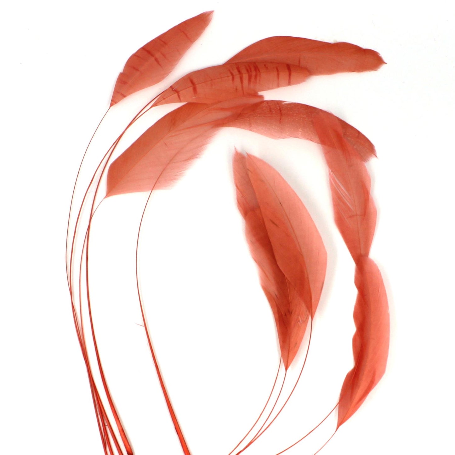 Teardrop Coq Feathers 17 to 25cm x 10pcs - CO017