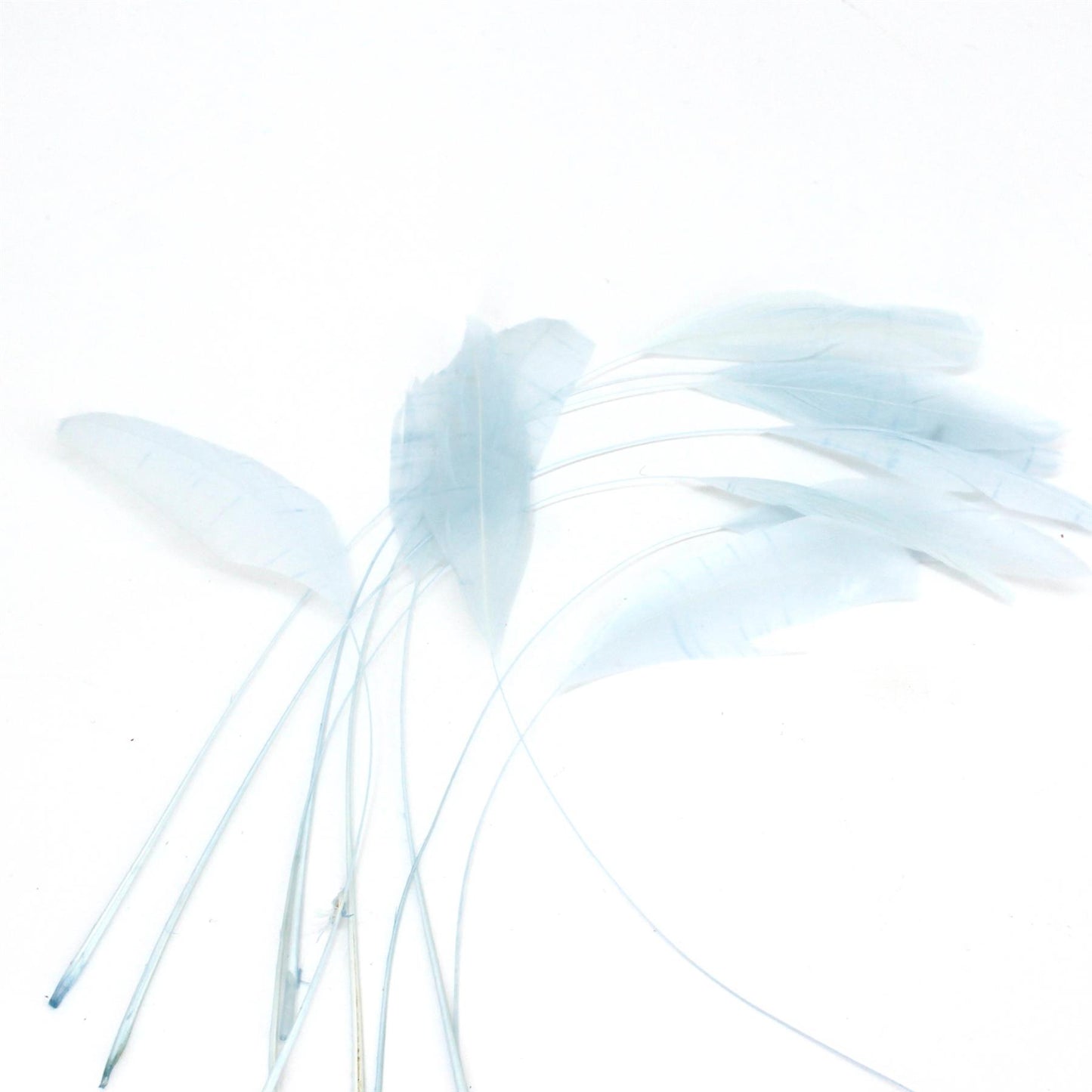 Teardrop Coq Feathers 17 to 25cm x 10pcs - CO017