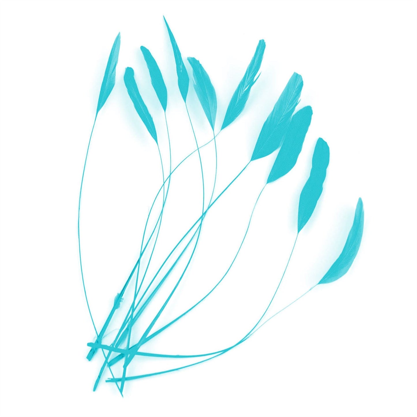 Teardrop Coq Feathers 17 to 25cm x 10pcs - CO017