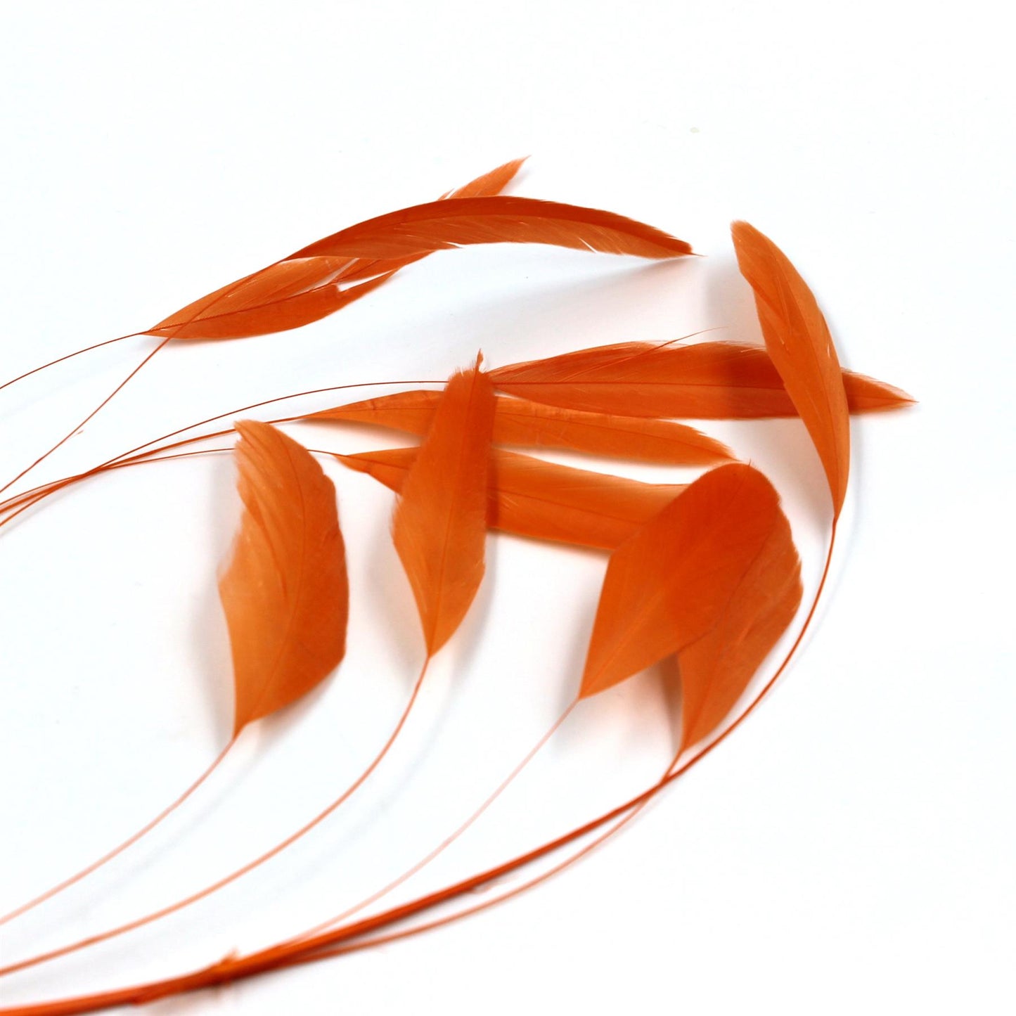 Teardrop Coq Feathers 17 to 25cm x 10pcs - CO017