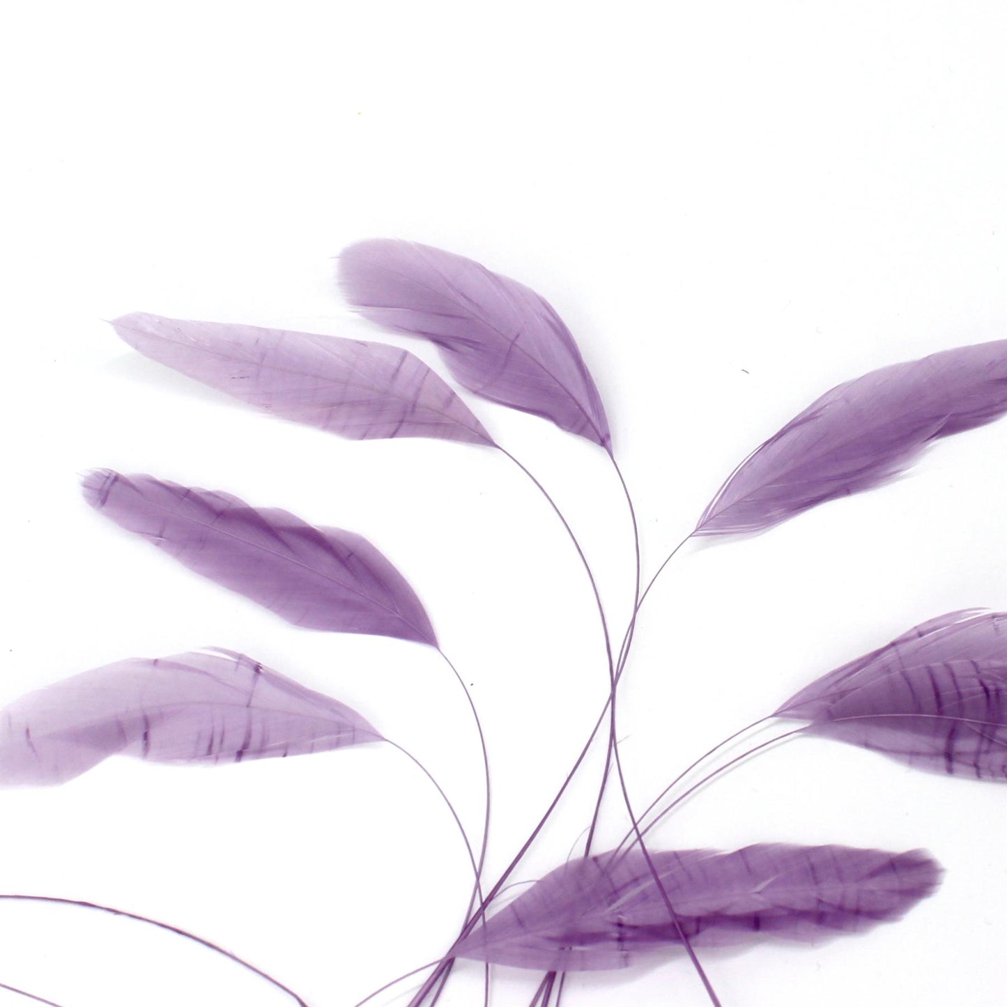 Teardrop Coq Feathers 17 to 25cm x 10pcs - CO017