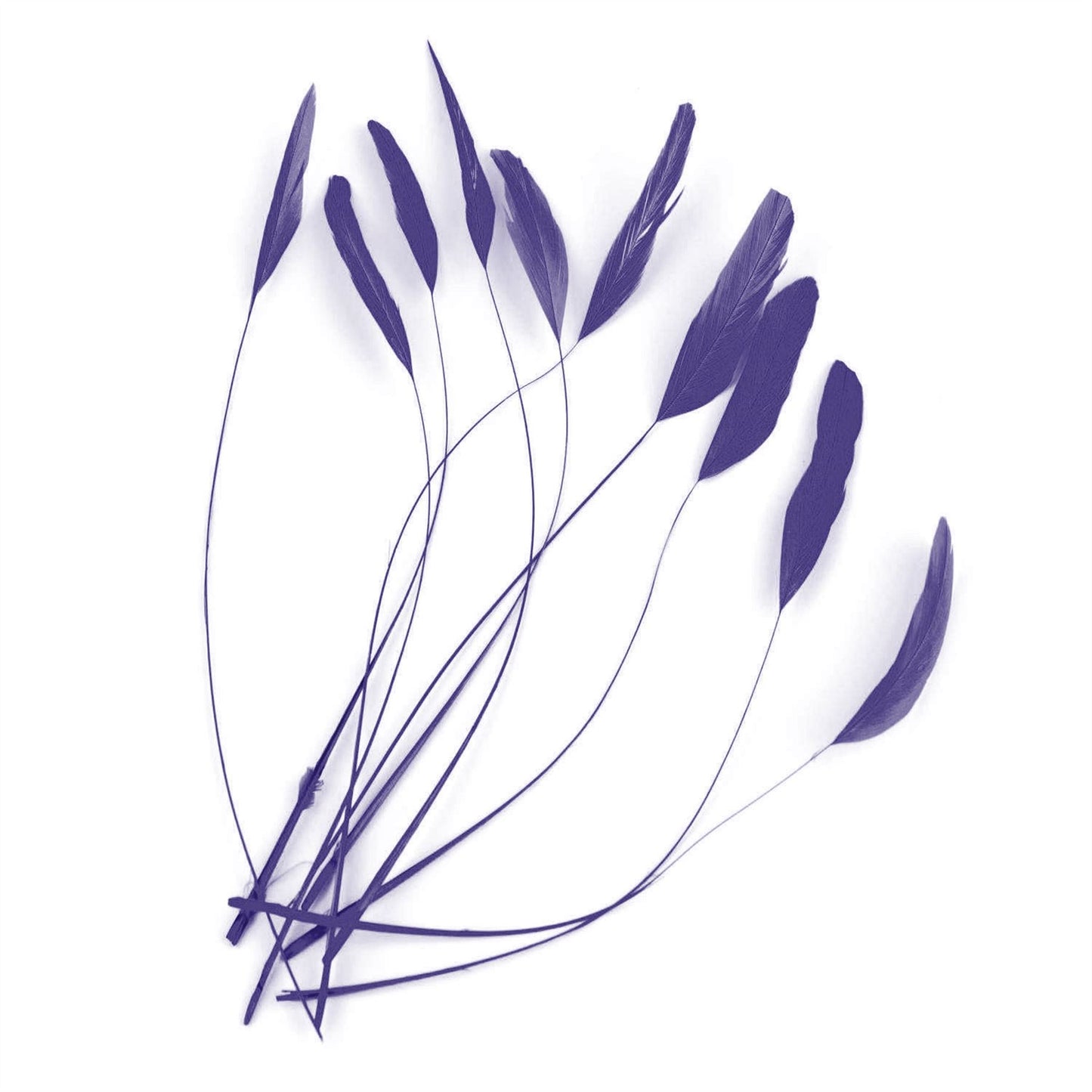 Teardrop Coq Feathers 17 to 25cm x 10pcs - CO017