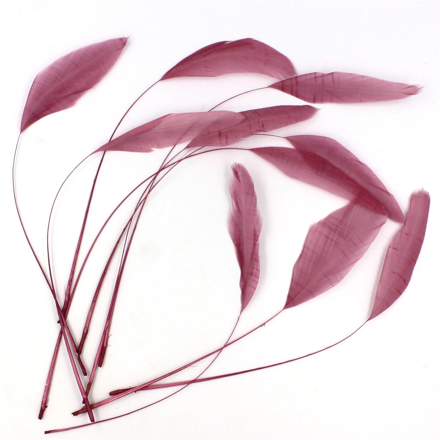 Teardrop Coq Feathers 17 to 25cm x 10pcs - CO017