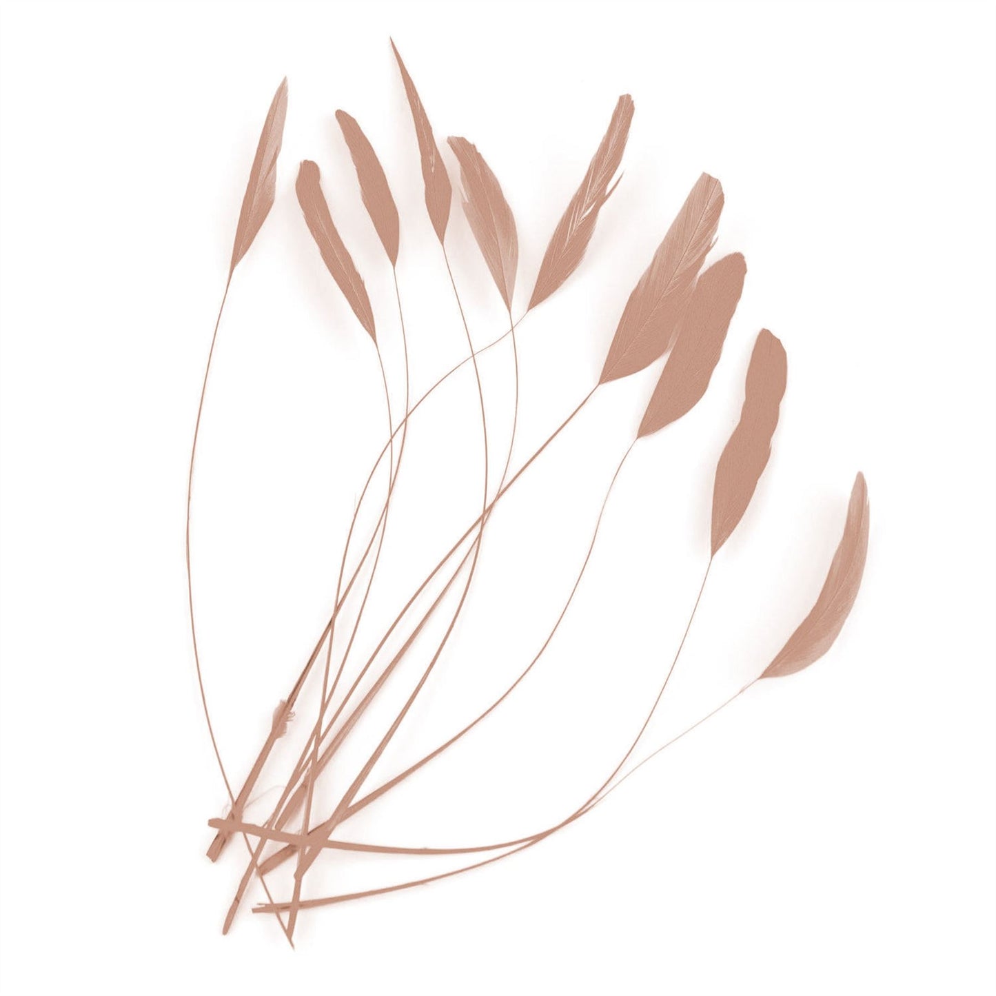 Teardrop Coq Feathers 17 to 25cm x 10pcs - CO017