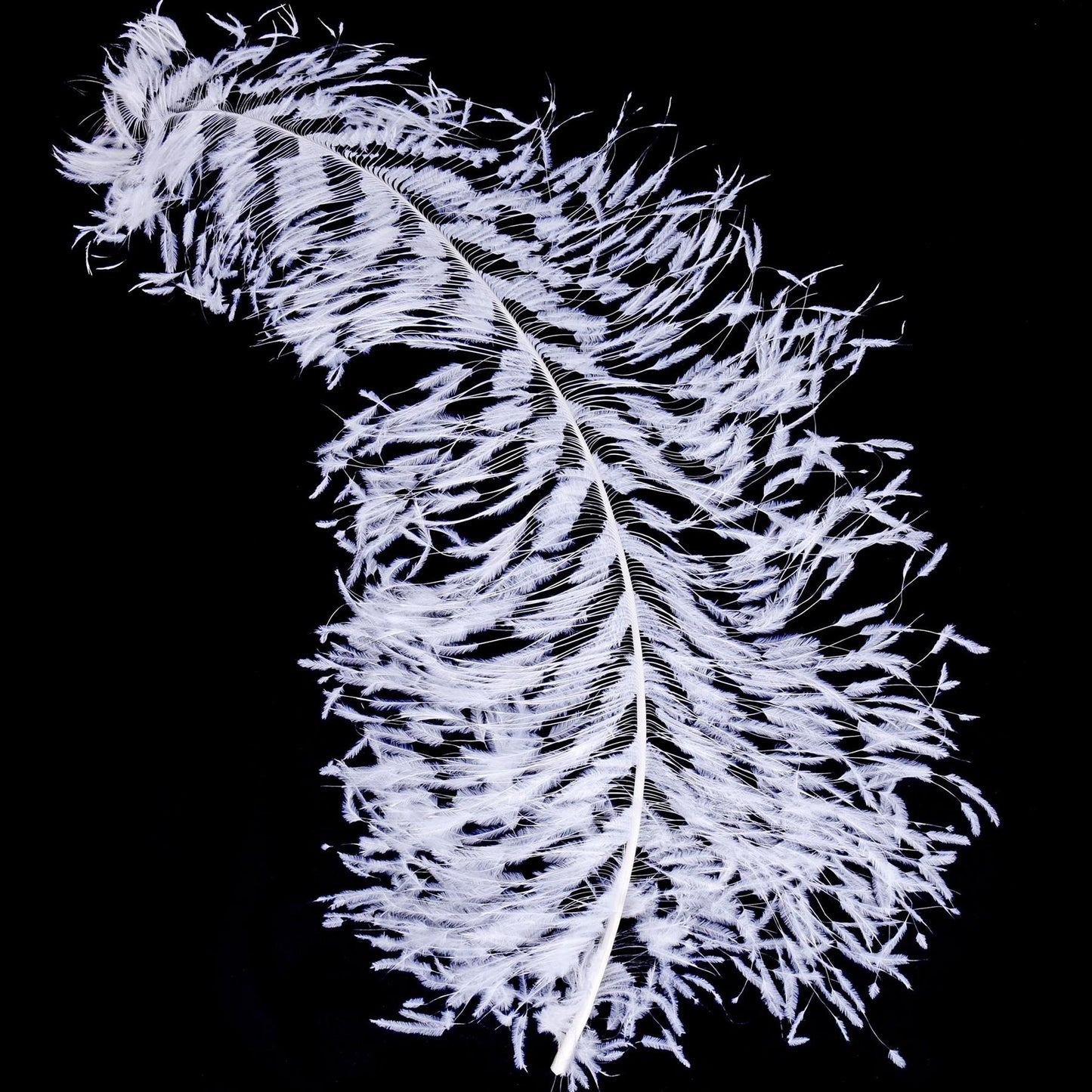 Ostrich Plume Space Burnt 60cm FE001